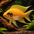 Lamprologus pulcher 4 - 5, — tropical fish for sale UK — AI hero driftwood view