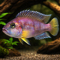 Lamprologus sp. sumbu 3, — tropical fish for sale UK — AI hero driftwood view