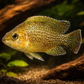 Lamprologus toae 4 - 5, — tropical fish for sale UK — AI hero driftwood view