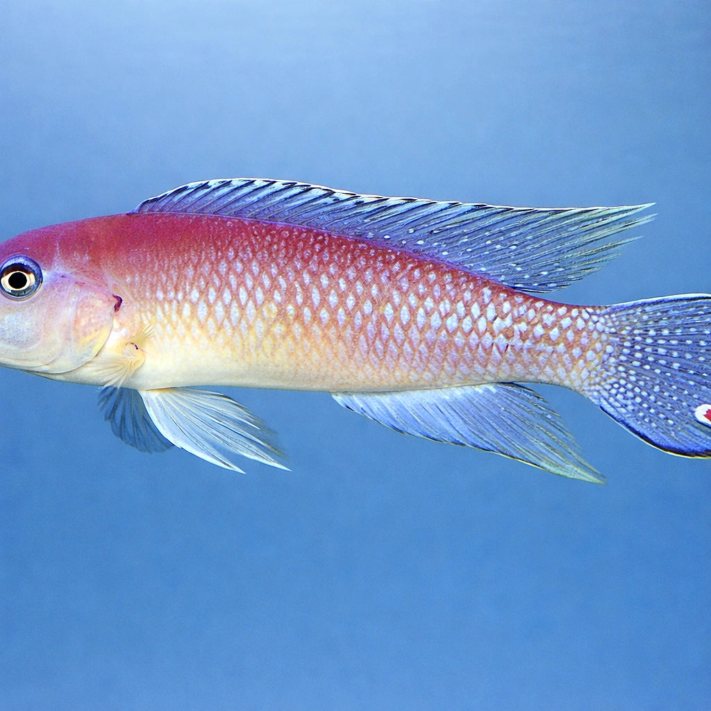 Lamprologus werneri 3,5 - 4, — tropical fish for sale UK — AI side clean view