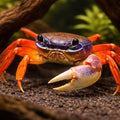 Land Crab, rainbow crab, moon crab, Patriot crab — tropical fish for sale UK — AI hero driftwood view