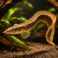 Large Spiny Eel, Belted Spi — tropical fish for sale UK — AI hero driftwood view