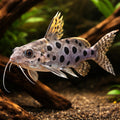 Large-Spot Catfish — tropical fish for sale UK — AI hero driftwood view