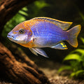Lavender mbuna — tropical fish for sale UK — AI hero driftwood view