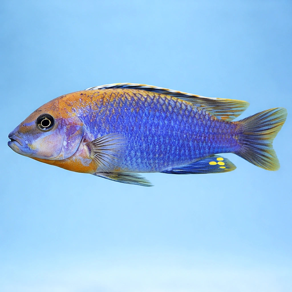 Lavender mbuna — tropical fish for sale UK — AI side clean view