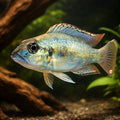 Lemaire's Lamprologus — tropical fish for sale UK — AI hero driftwood view