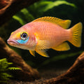 Lemon Cichlid — tropical fish for sale UK — AI hero driftwood view