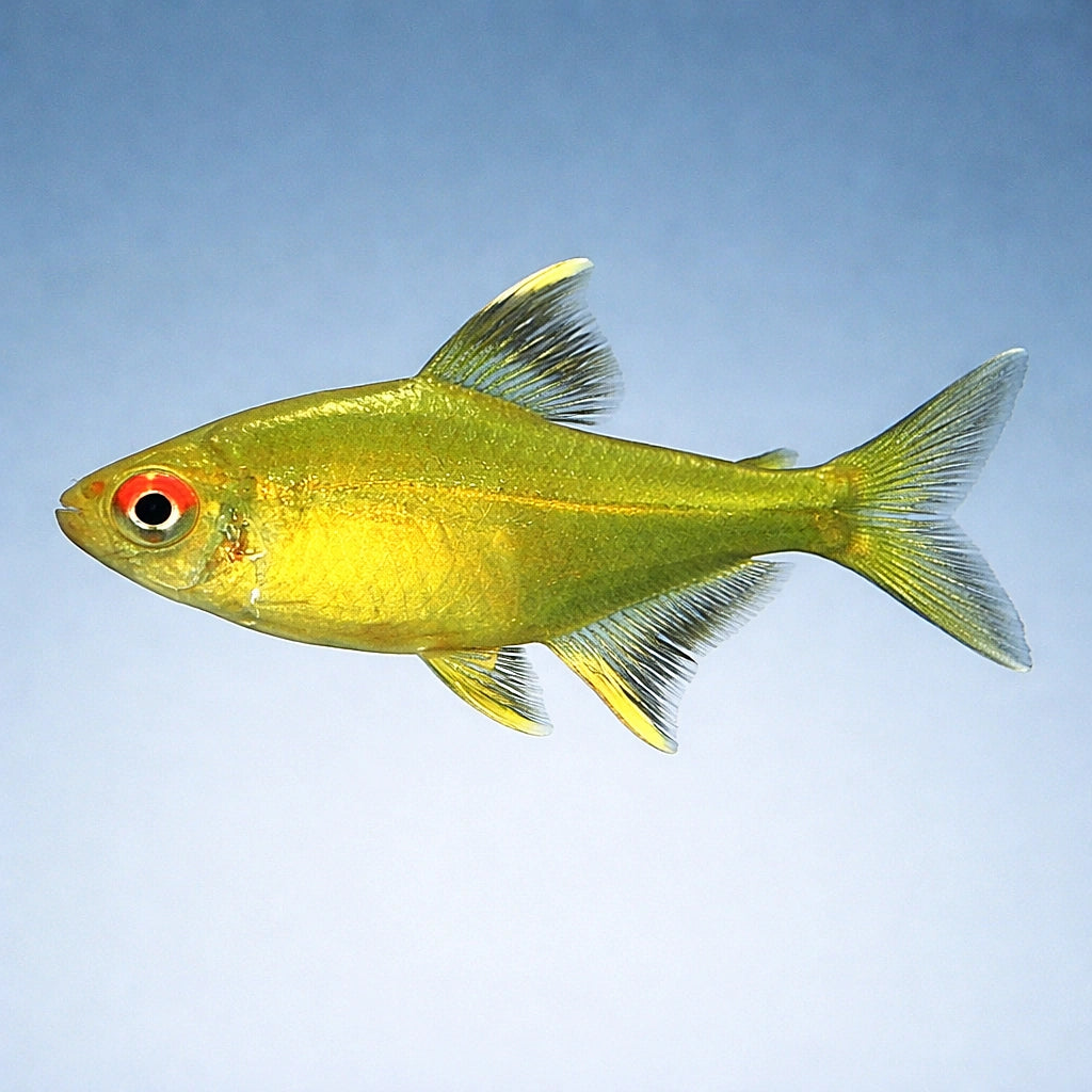 Lemon Tetras — South American Tetra for sale UK — AI side clean view