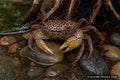 Panther Crab Parathelphusa pantherina with spotted carapace and robust claws - AI-generated reference image