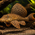  — tropical fish for sale UK — AI hero driftwood view