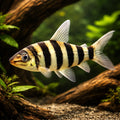 Leporinus affinis 3 - — tropical fish for sale UK — AI hero driftwood view