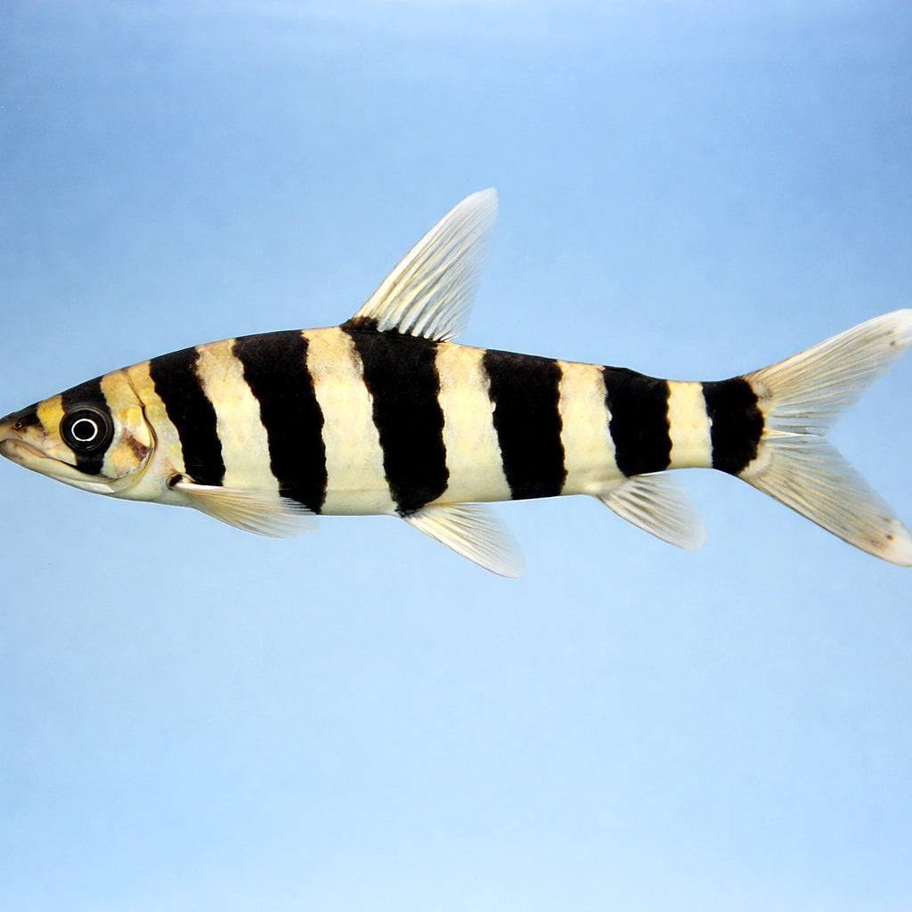 Leporinus affinis 3 - — tropical fish for sale UK — AI side clean view