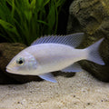 Kande Island Peacock Cichlid — Lake Malawi Cichlids for sale UK — AI natural aquarium view