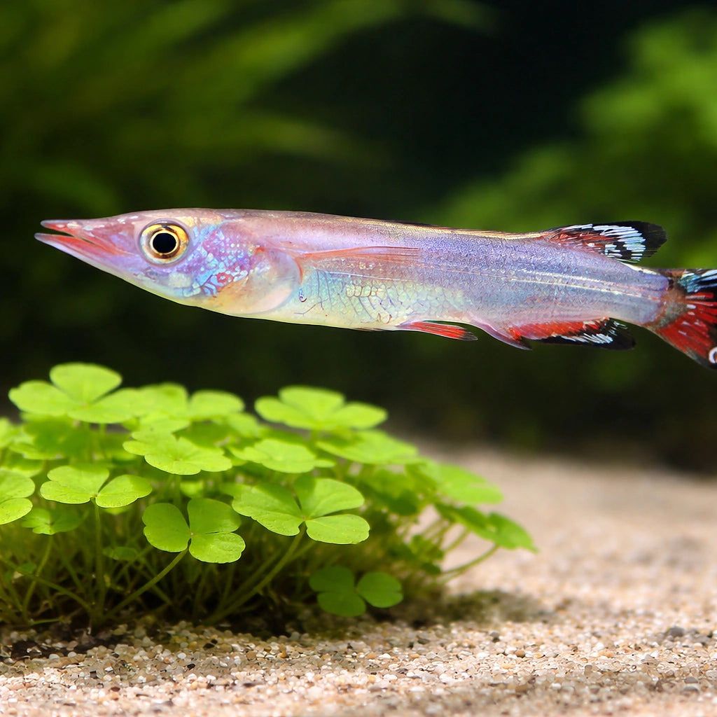 Liemi Halfbeak — tropical fish for sale UK — AI scale plant view