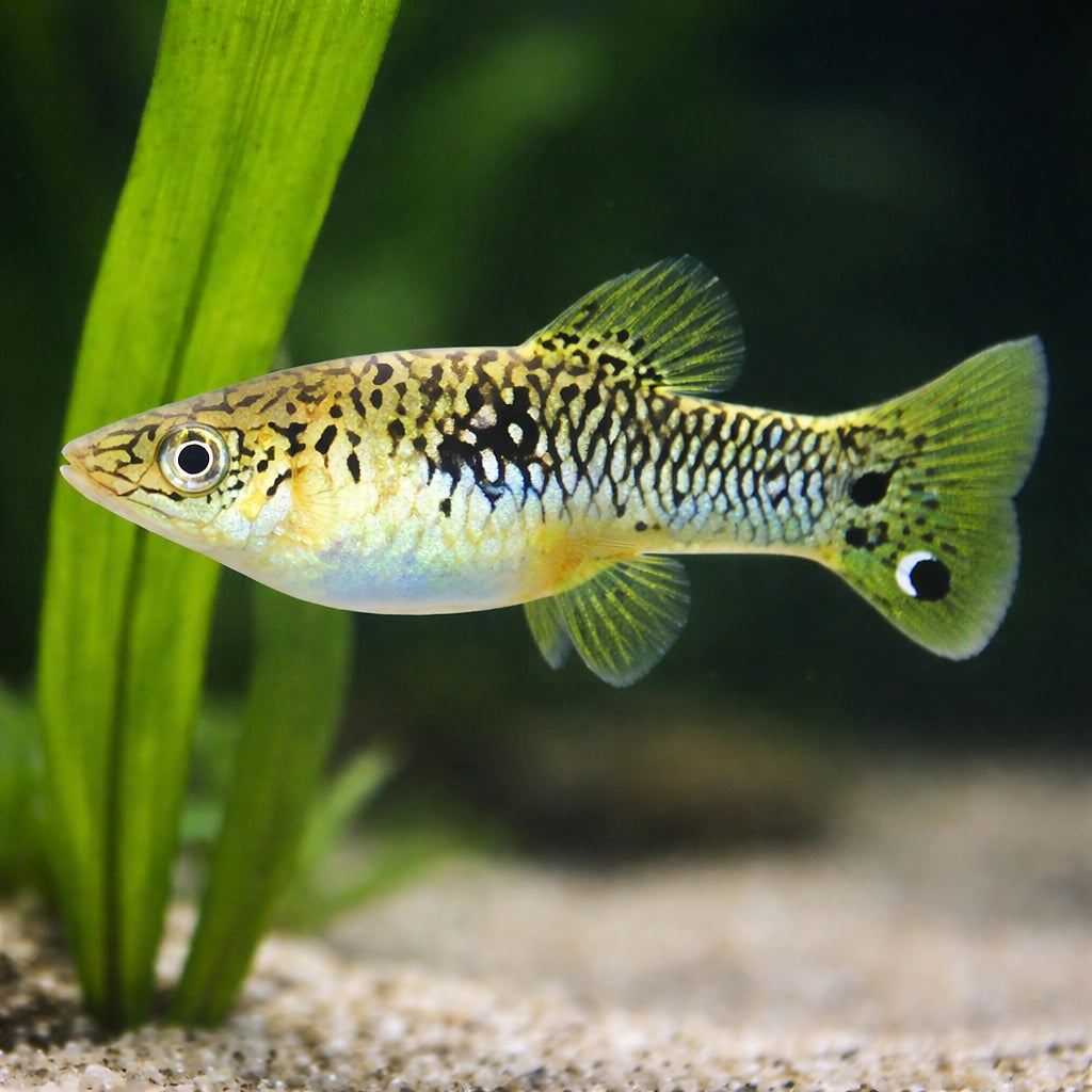 Limia vittata wild 3 - — tropical fish for sale UK — AI scale plant view