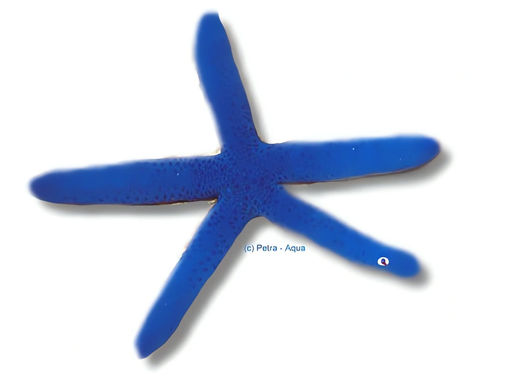 Linckia Laevigata Blue Starfish for UK Aquariums — tropical fish for sale UK
