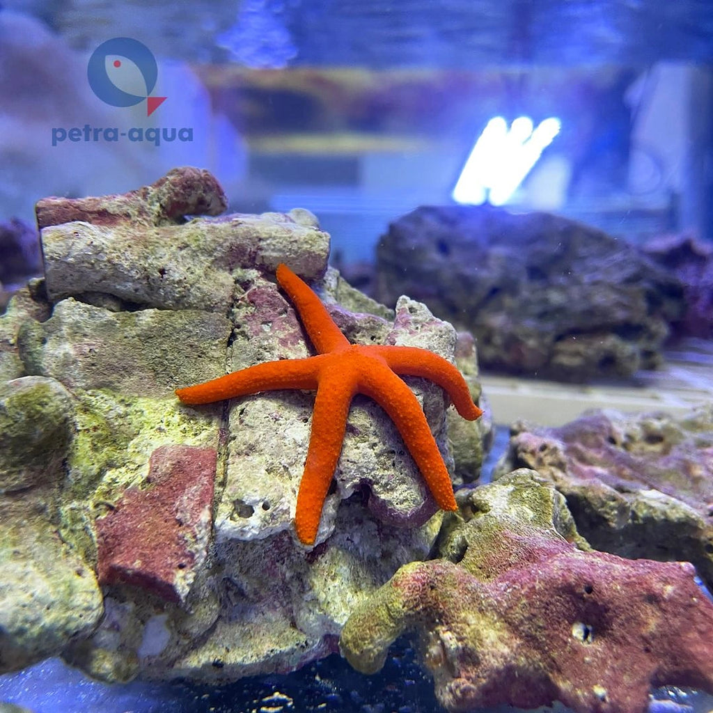 Linckia laevigata - Red/orange — tropical fish for sale UK