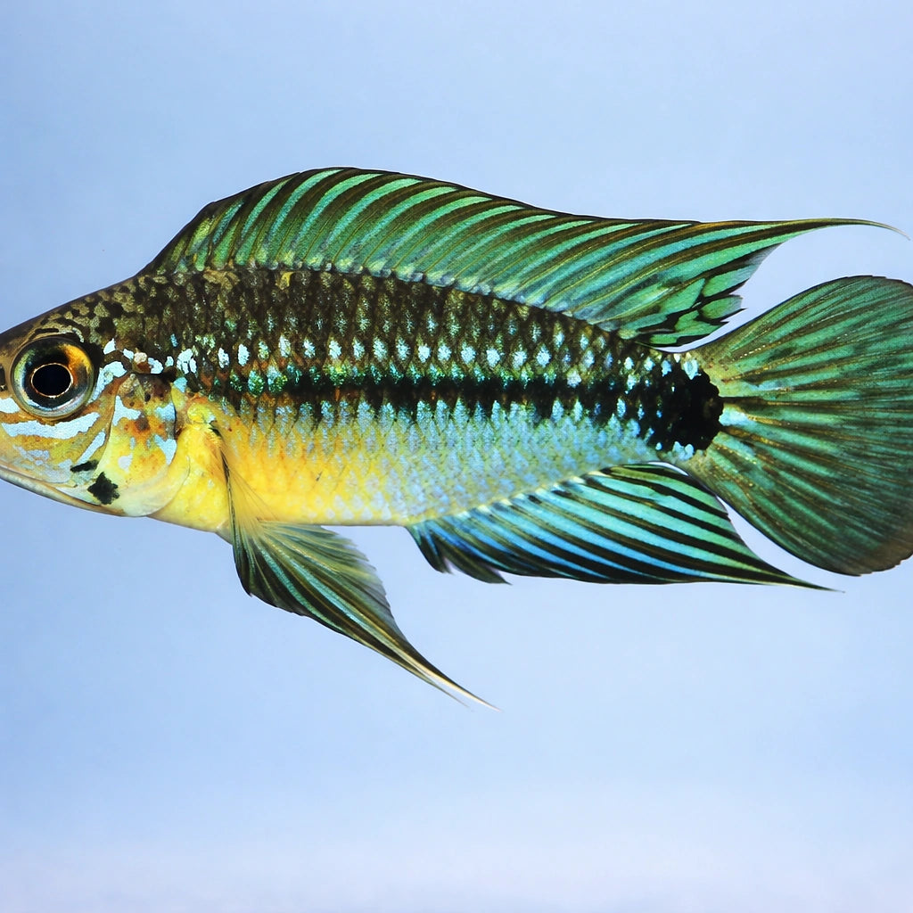 Linke's Dwarf Cichlid — tropical fish for sale UK — AI side clean view