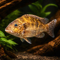 Linn's Haplochromis, Elepha — tropical fish for sale UK — AI hero driftwood view