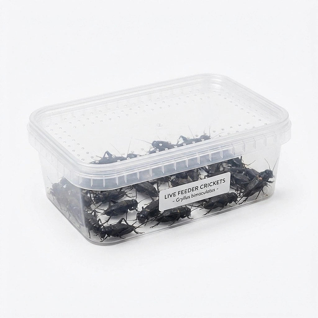 live food for reptiles — Vivarium Animal Food for sale UK