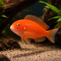 Chipimbi Albino Blunthead Cichlid - UK (Tropheus moorii) — Rare Chipimbi Albino Blunthead Cichlid for sale, a striking…