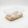 Mouse alive — Mouse 18-22g Feeder - UK — Live Food