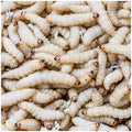 Waxworms 18g (Wax Moth Larvae) - Live Food UK — Live Food