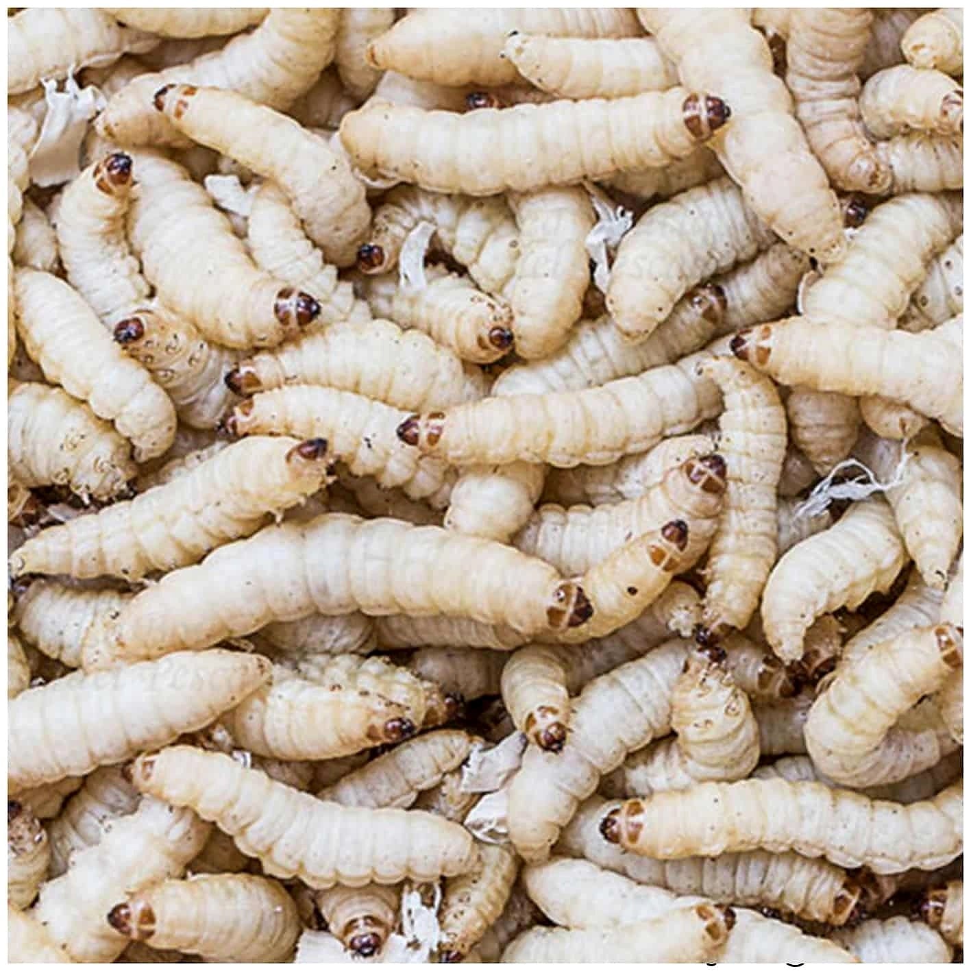 Waxworms 18g (Wax Moth Larvae) - Live Food UK — Live Food