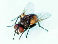 Housefly  nonfly — Musca Domestica Housefly Non-Fly - 1/2 Litre — Live Food