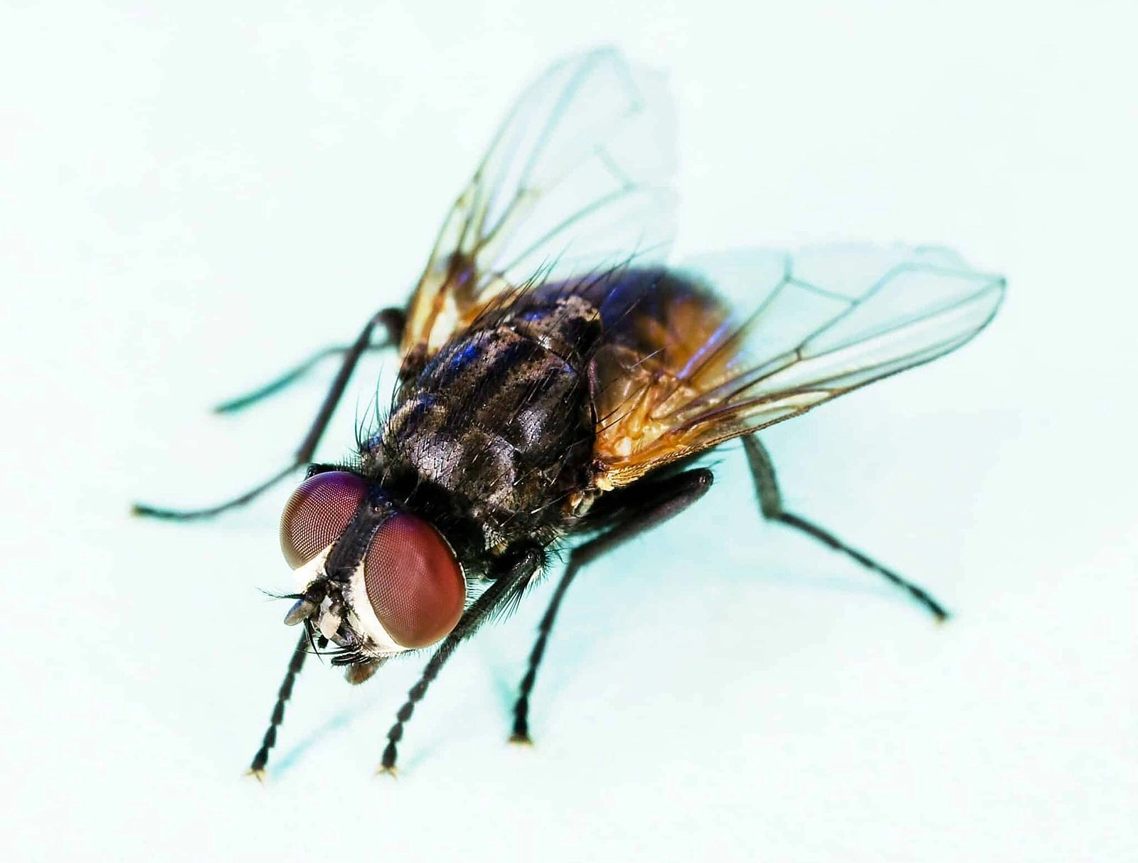Housefly  nonfly — Musca Domestica Housefly Non-Fly - 1/2 Litre — Live Food