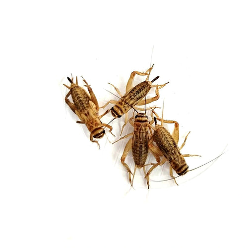 Acheta Domestica Cricket Large - 250pcs | UK — Live Food