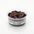Earthworm packet 10 pcs — Lumbricus Terrestris Earthworm (Nightcrawler) - UK — Live Food