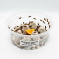 Gryllodes Sigillatus Tropical House Cricket Large - 250pcs — Live Food