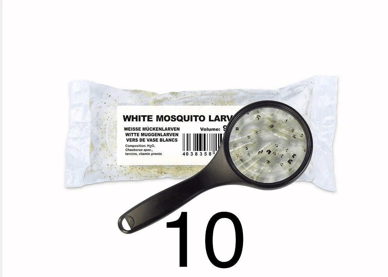 White Mosquito Larvae 90ml - UK — Live Food
