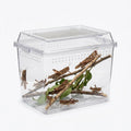 live locusts — Vivarium Animal Food for sale UK