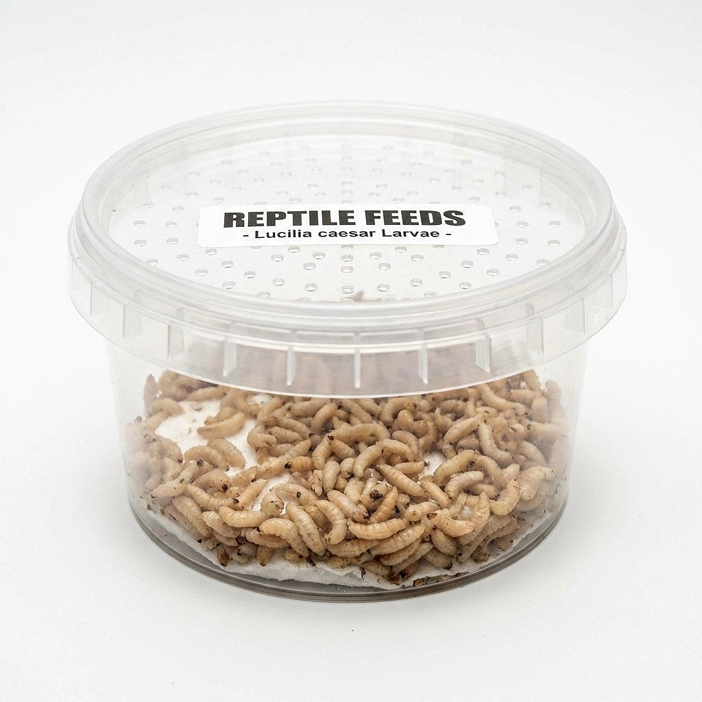 live reptile food — Vivarium Animal Food for sale UK
