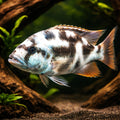  — tropical fish for sale UK — AI hero driftwood view