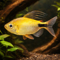 Long-Finned African Tetra, — tropical fish for sale UK — AI hero driftwood view