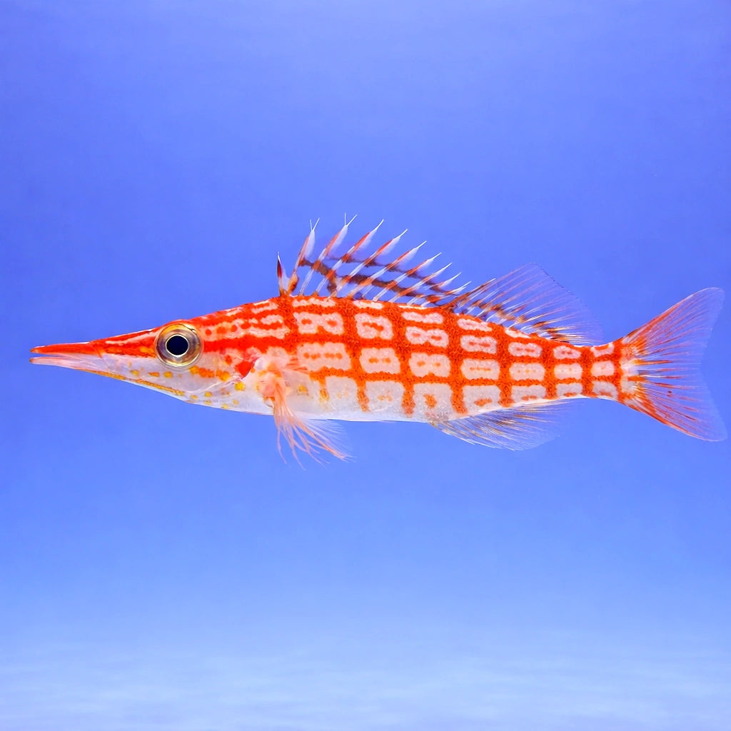  — tropical fish for sale UK — AI side clean view