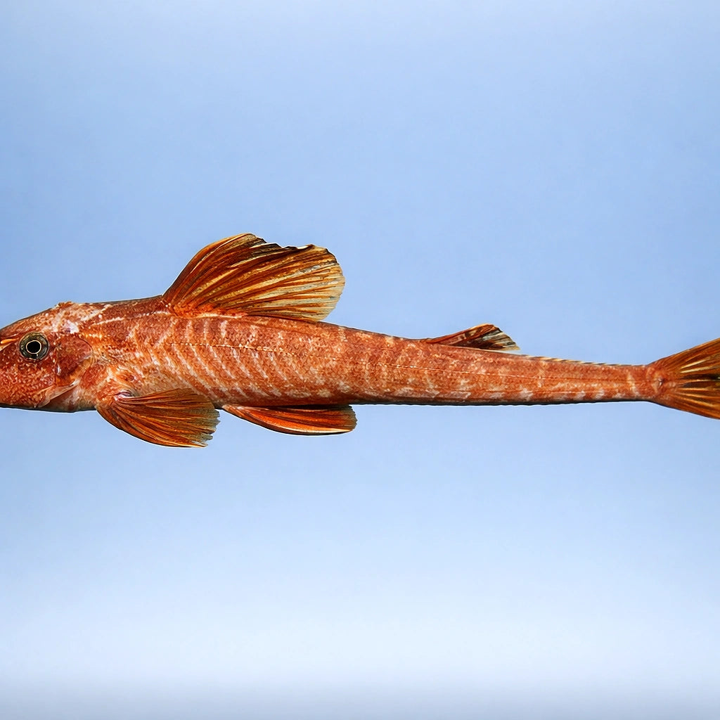 Loricaria sp. schocko 6 - — tropical fish for sale UK — AI side clean view