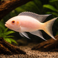 Lyretail Lamprologus Albino — tropical fish for sale UK — AI hero driftwood view