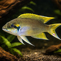 Lyretail Lamprologus Black — tropical fish for sale UK — AI hero driftwood view