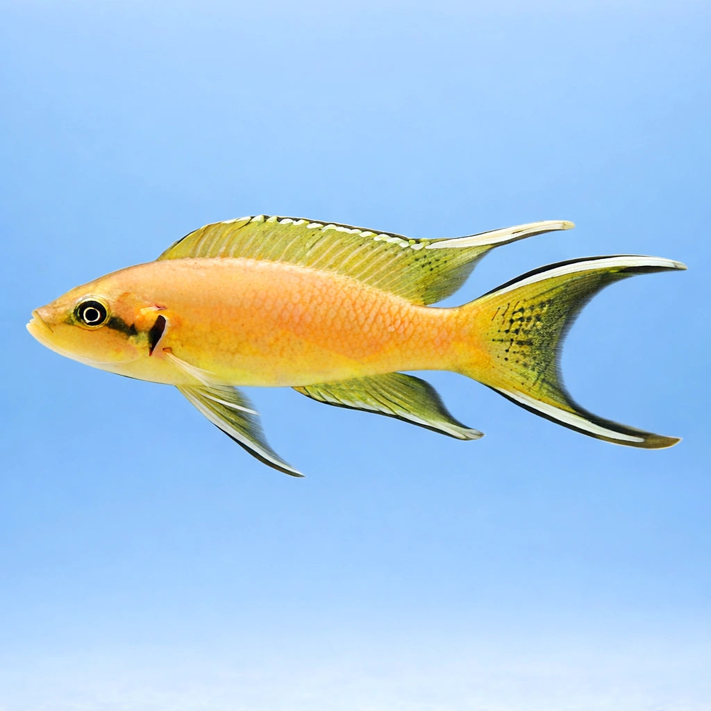 Lyretail Lamprologus, Fairy — tropical fish for sale UK — AI side clean view