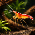 Cleaner Shrimp Lysmata amboinensis 3 — tropical fish for sale UK — AI hero driftwood view