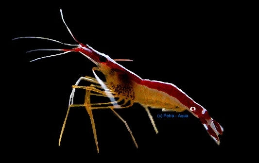 Cleaner shrimp Lysmata amboinensis 3-5 cm with red and white striped body and long white antennae