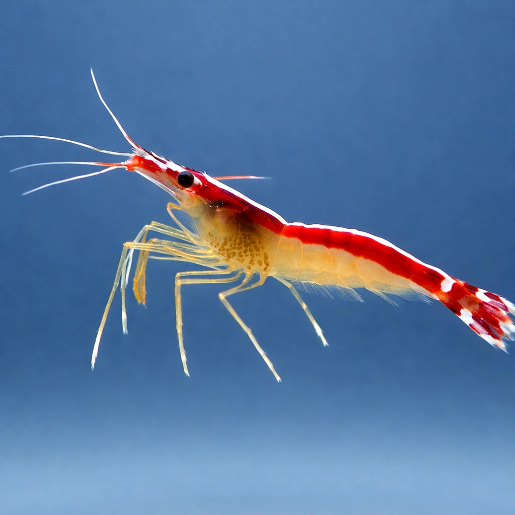 Cleaner Shrimp Lysmata amboinensis 3 — tropical fish for sale UK — AI side clean view