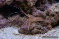 Lysmata kuekenthali peppermint shrimp with translucent body, red striping and long antennae - AI-generated reference image