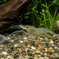 Macrobrachium aspelurum — tropical fish for sale UK — AI natural aquarium view