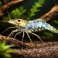 Macrobranchium banjarae — tropical fish for sale UK — AI hero driftwood view