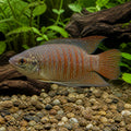 Red-Backed Paradise Fish - Macropodus Erythropterus - Labyrinth Fish — Labyrinth Fish &amp; Gouramis for sale UK — AI natural aquarium view
